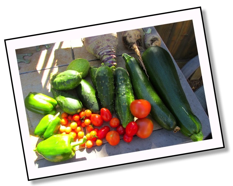 Top 5 reasons to plant a food garden at home.